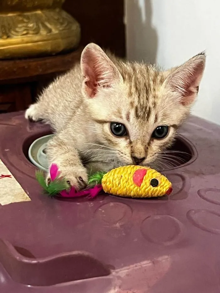 Gato ra a Silata idade 2 a 6 meses nome Madonna