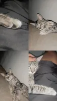 Loki