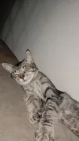 Loki