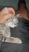 Loki