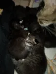 6 filhotinhos