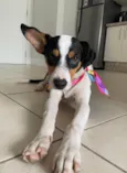 Neneco Jericó