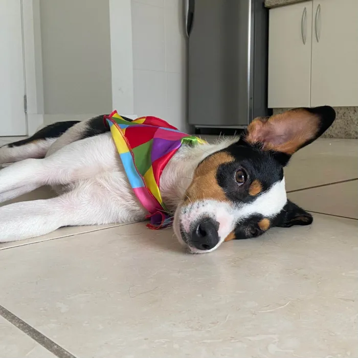 Cachorro ra a SRD-ViraLata idade 7 a 11 meses nome Neneco Jericó