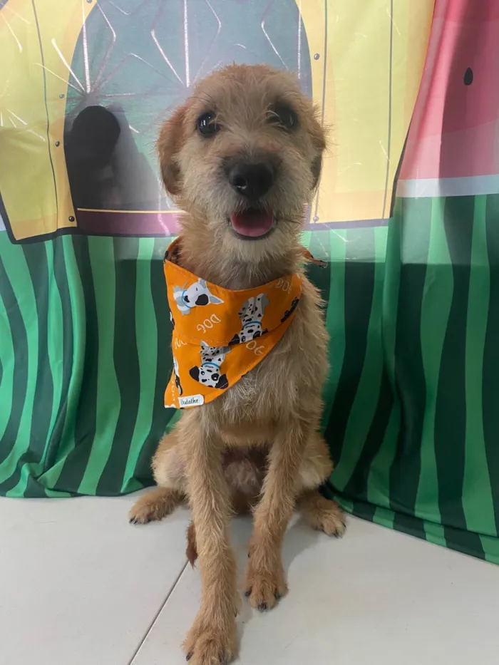 Cachorro ra a SRD-ViraLata idade 1 ano nome Bob