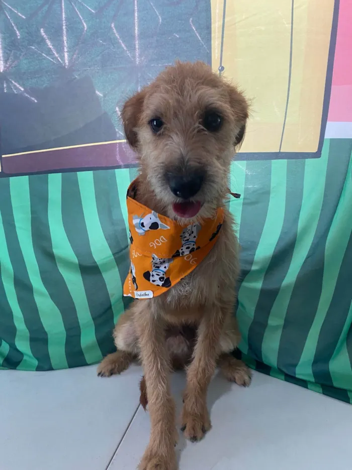 Cachorro ra a SRD-ViraLata idade 1 ano nome Bob