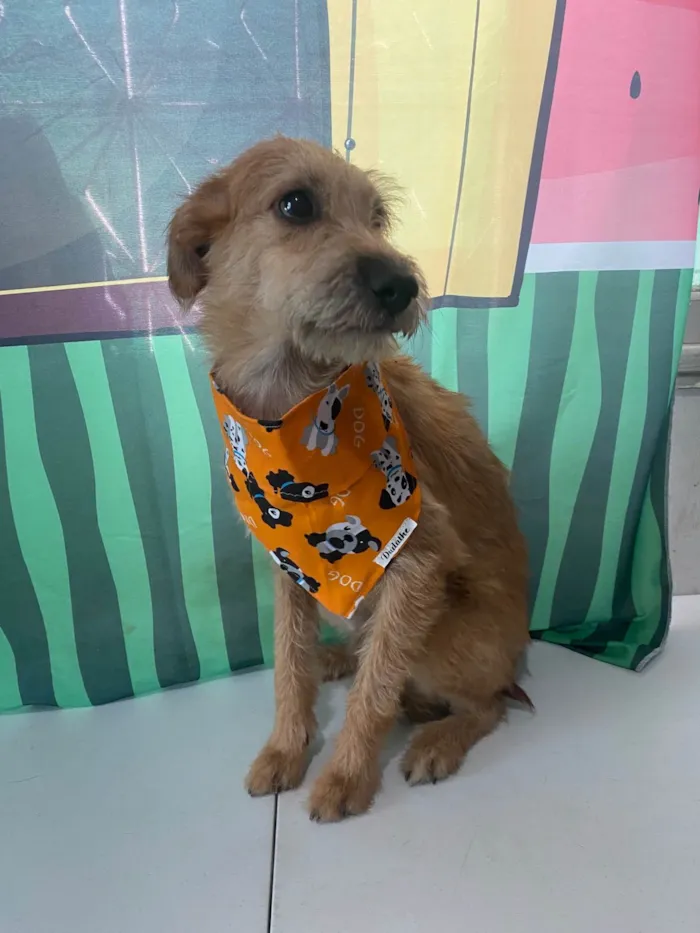 Cachorro ra a SRD-ViraLata idade 1 ano nome Bob