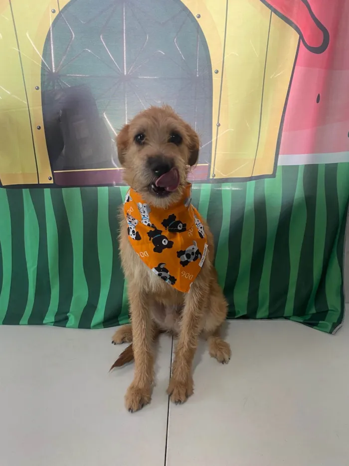 Cachorro ra a SRD-ViraLata idade 1 ano nome Bob