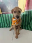 Bob