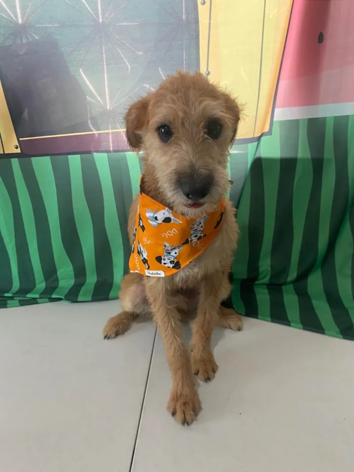Cachorro ra a SRD-ViraLata idade 1 ano nome Bob