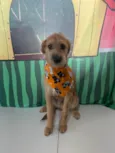 Bob