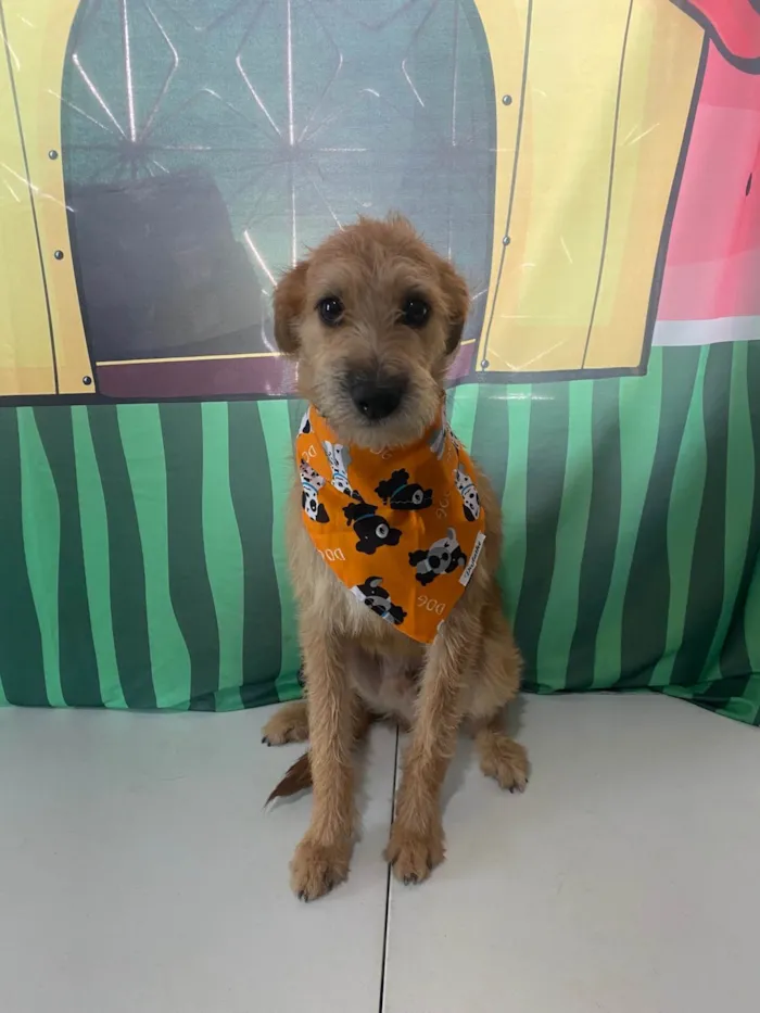 Cachorro ra a SRD-ViraLata idade 1 ano nome Bob