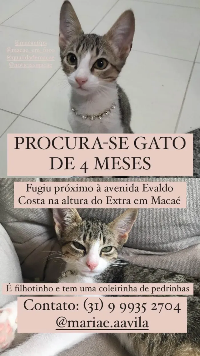 Gato ra a  idade  nome Doutor 