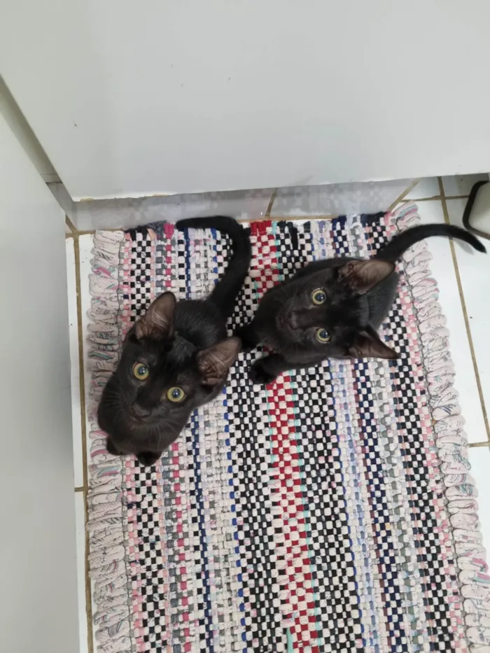 Gato ra a SRD-ViraLata idade 2 a 6 meses nome Luna