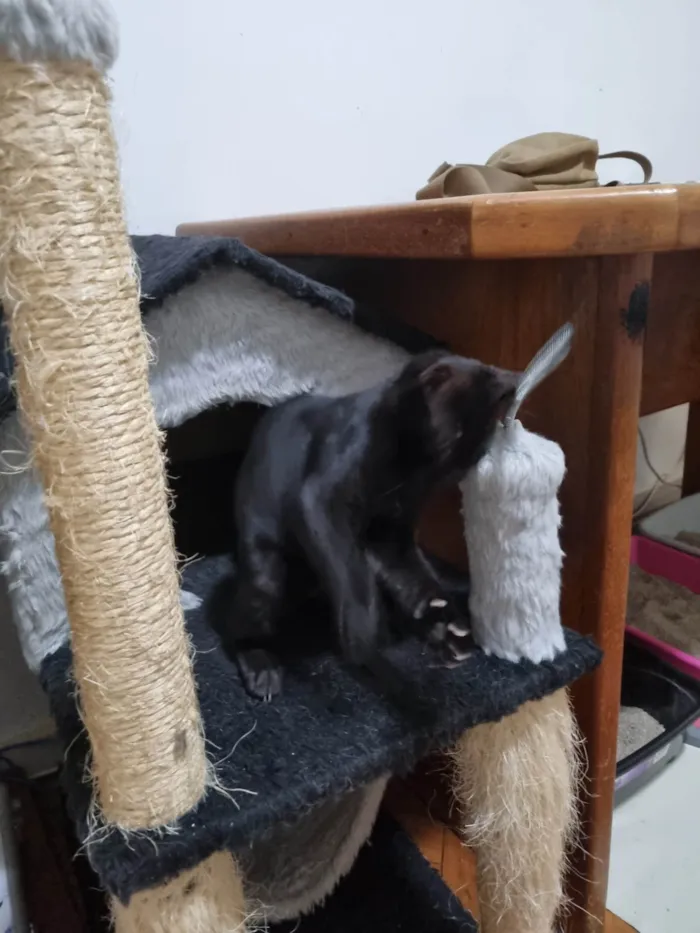 Gato ra a SRD-ViraLata idade 2 a 6 meses nome Luna