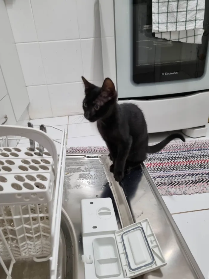 Gato ra a SRD-ViraLata idade 2 a 6 meses nome Luna