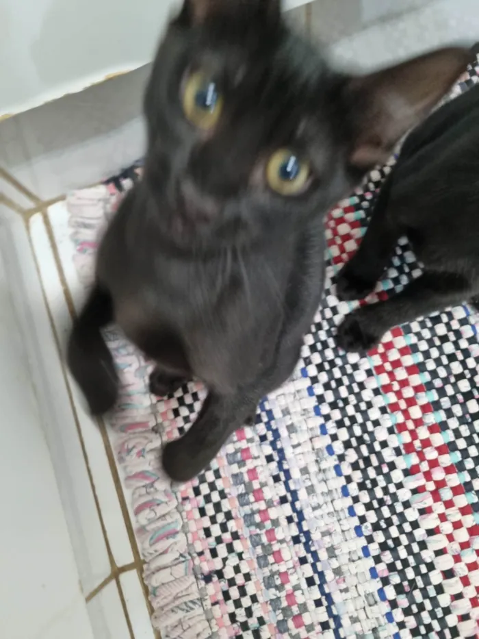 Gato ra a SRD-ViraLata idade 2 a 6 meses nome Luna