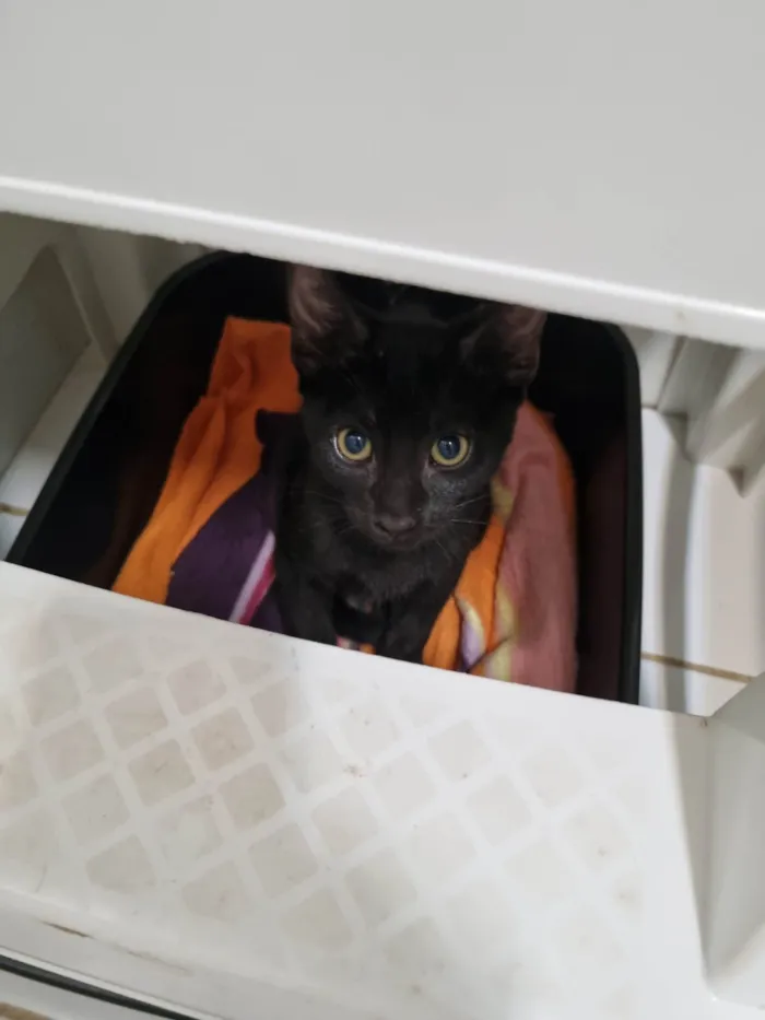 Gato ra a SRD-ViraLata idade 2 a 6 meses nome Luna