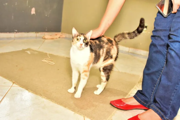 Gato ra a SRD-ViraLata idade 1 ano nome Mel