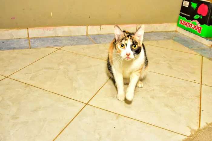 Gato ra a SRD-ViraLata idade 1 ano nome Mel