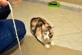 Mel