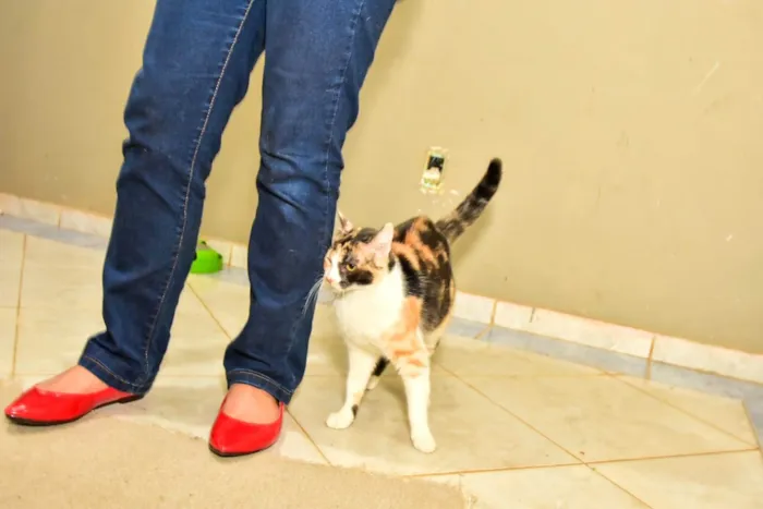 Gato ra a SRD-ViraLata idade 1 ano nome Mel