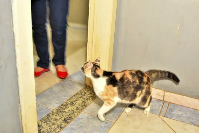 Gato ra a SRD-ViraLata idade 1 ano nome Mel