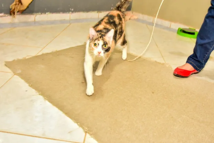 Gato ra a SRD-ViraLata idade 1 ano nome Mel