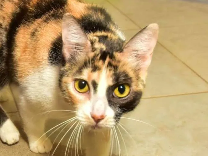 Gato ra a SRD-ViraLata idade 1 ano nome Mel
