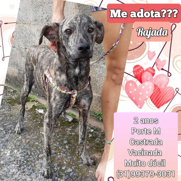 Cachorro raça SRD-ViraLata idade 2 anos nome Rajada