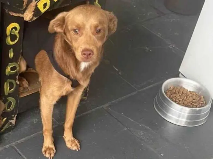 Cachorro raça SRD-ViraLata idade 1 ano nome CARAMELO