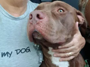 Cachorro raça Pit-Bull idade 2 anos nome Thor