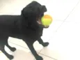 Apolo