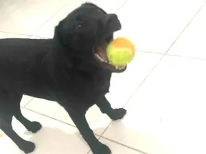 Cachorro raça Labrador idade 7 a 11 meses nome Apolo