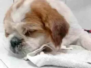 Cachorro raça Shitzu idade 2 anos nome Johnny
