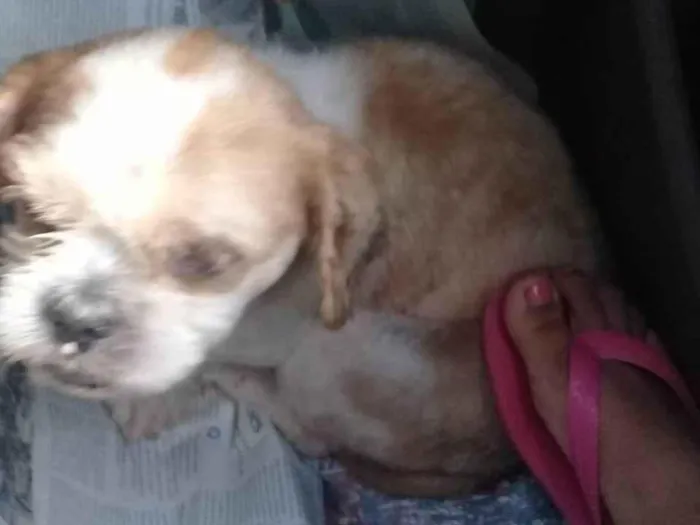 Cachorro ra a Shitzu idade 2 anos nome Johnny