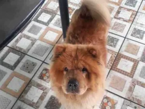 Cachorro raça Chow Chow idade 4 anos nome Milla