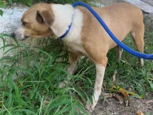 Cachorro raça SRD idade 2 anos nome Sem nome