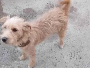 Cachorro raça SRD-ViraLata idade 1 ano nome Douradinho 
