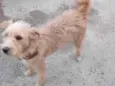Douradinho