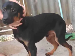 Cachorro raça SRD-ViraLata idade 2 anos nome Zé pretinho