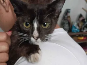 Gato raça Sem raça  idade 2 a 6 meses nome Alice