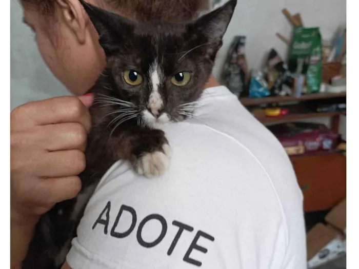 Gato raça Sem raça  idade 2 a 6 meses nome Alice