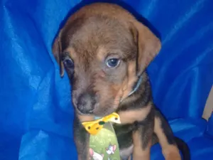 Cachorro raça Rottweiler com vira lata  idade Abaixo de 2 meses nome Pity