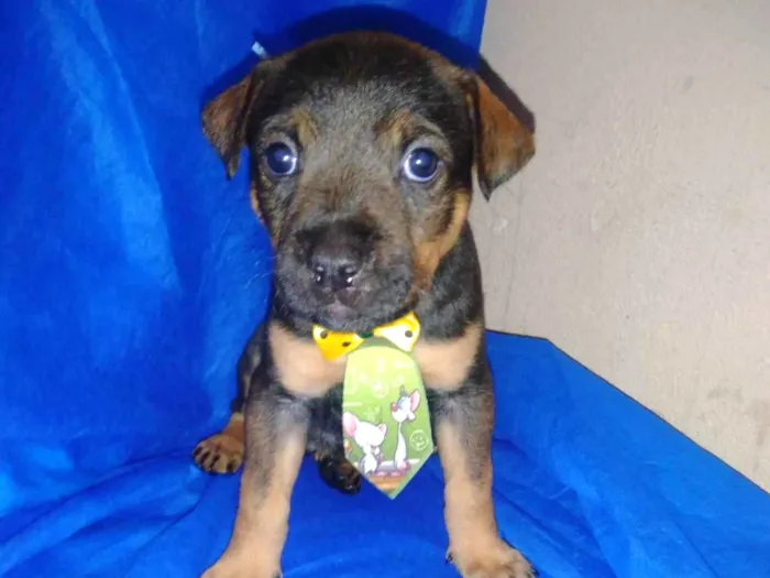 Cachorro ra a Rottweiler com vira lata  idade Abaixo de 2 meses nome Pitoco 