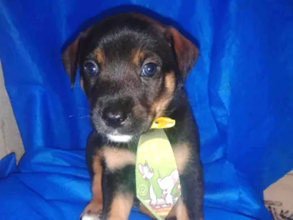 Cachorro raça Rottweiler com vira lata  idade Abaixo de 2 meses nome Tor 
