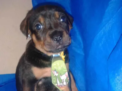 Cachorro raça Rottweiler com vira lata  idade Abaixo de 2 meses nome Tobinho 