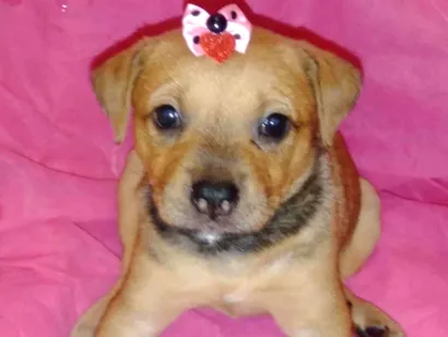 Cachorro raça Rottweiler com vira lata  idade Abaixo de 2 meses nome Dyudy 