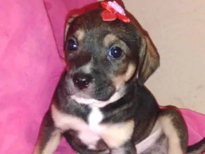 Cachorro raça Rottweiler com vira lata  idade Abaixo de 2 meses nome Ferdinanda 8