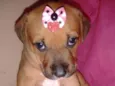 Pipoca