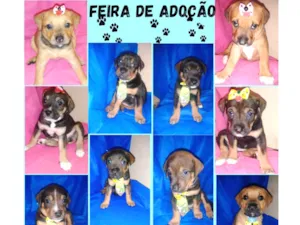 Cachorro raça Rottweiler com vira lata  idade Abaixo de 2 meses nome Filhotinhos 